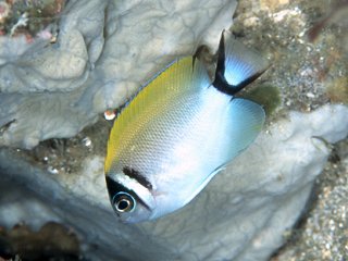 Japanese swallow angelfish