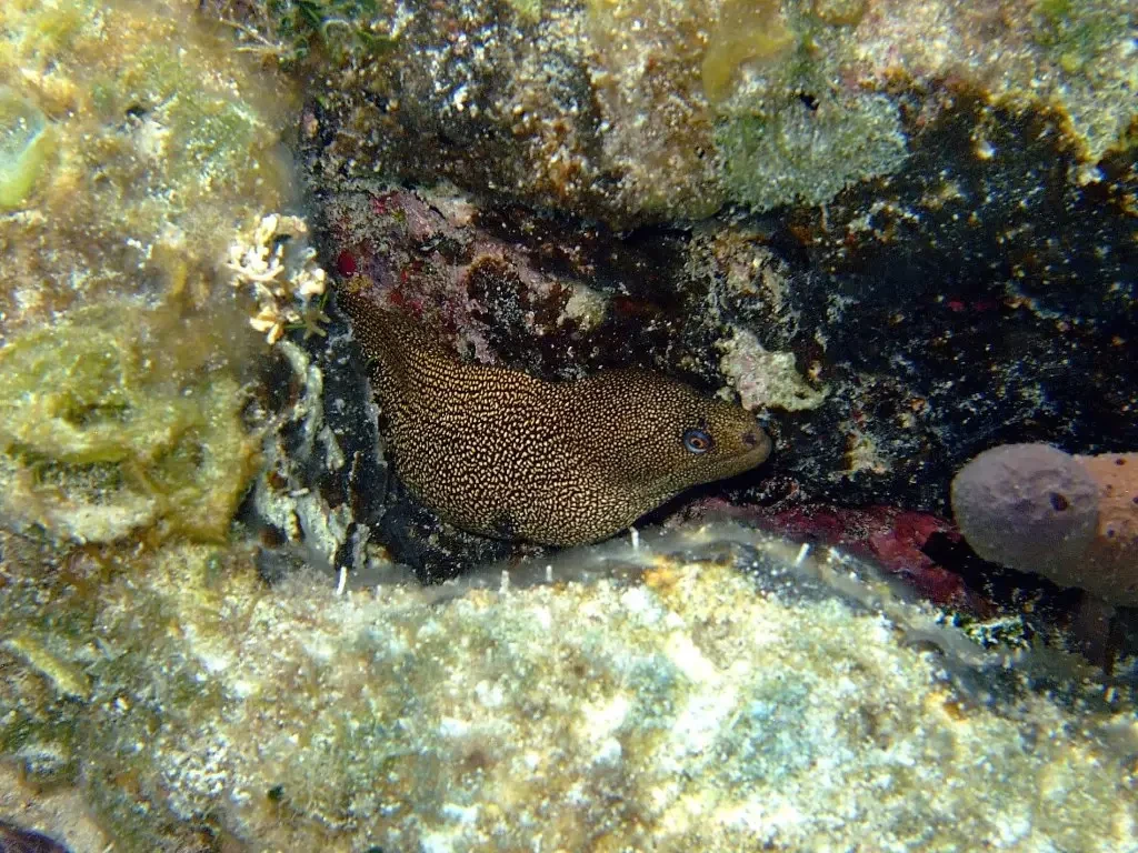 Golden moray eel