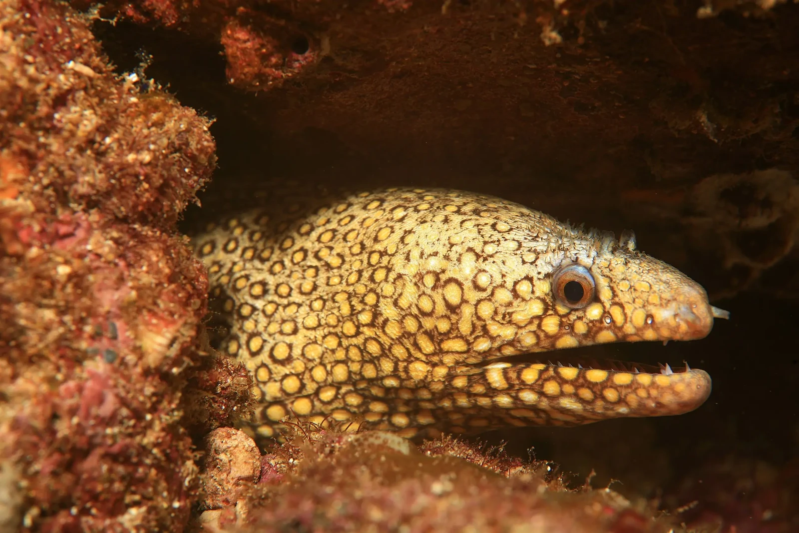 Jeweled moray eel