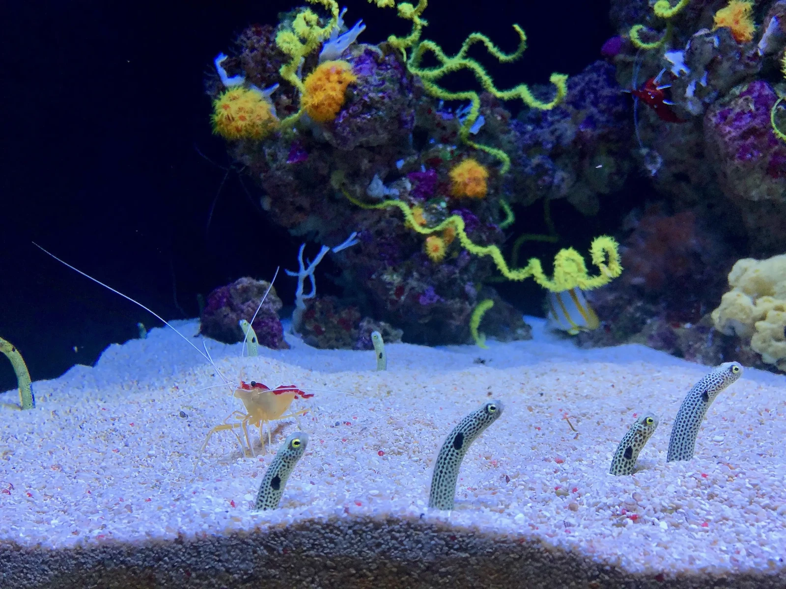 Spotted garden-eel
