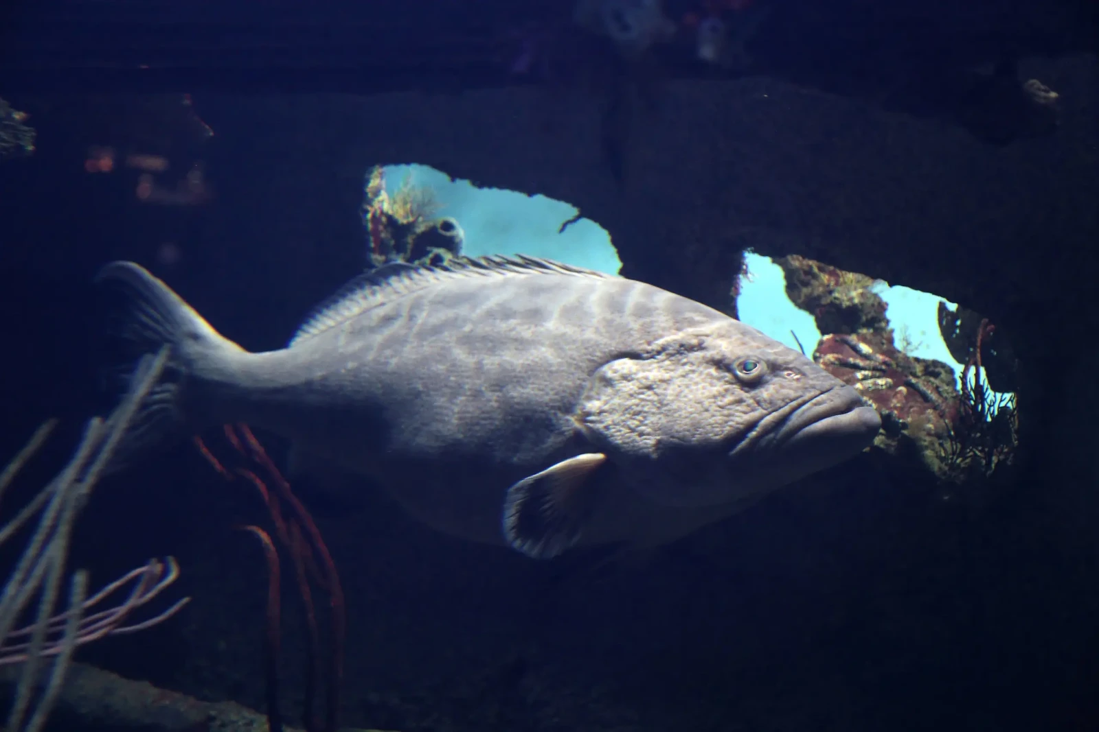 Black grouper
