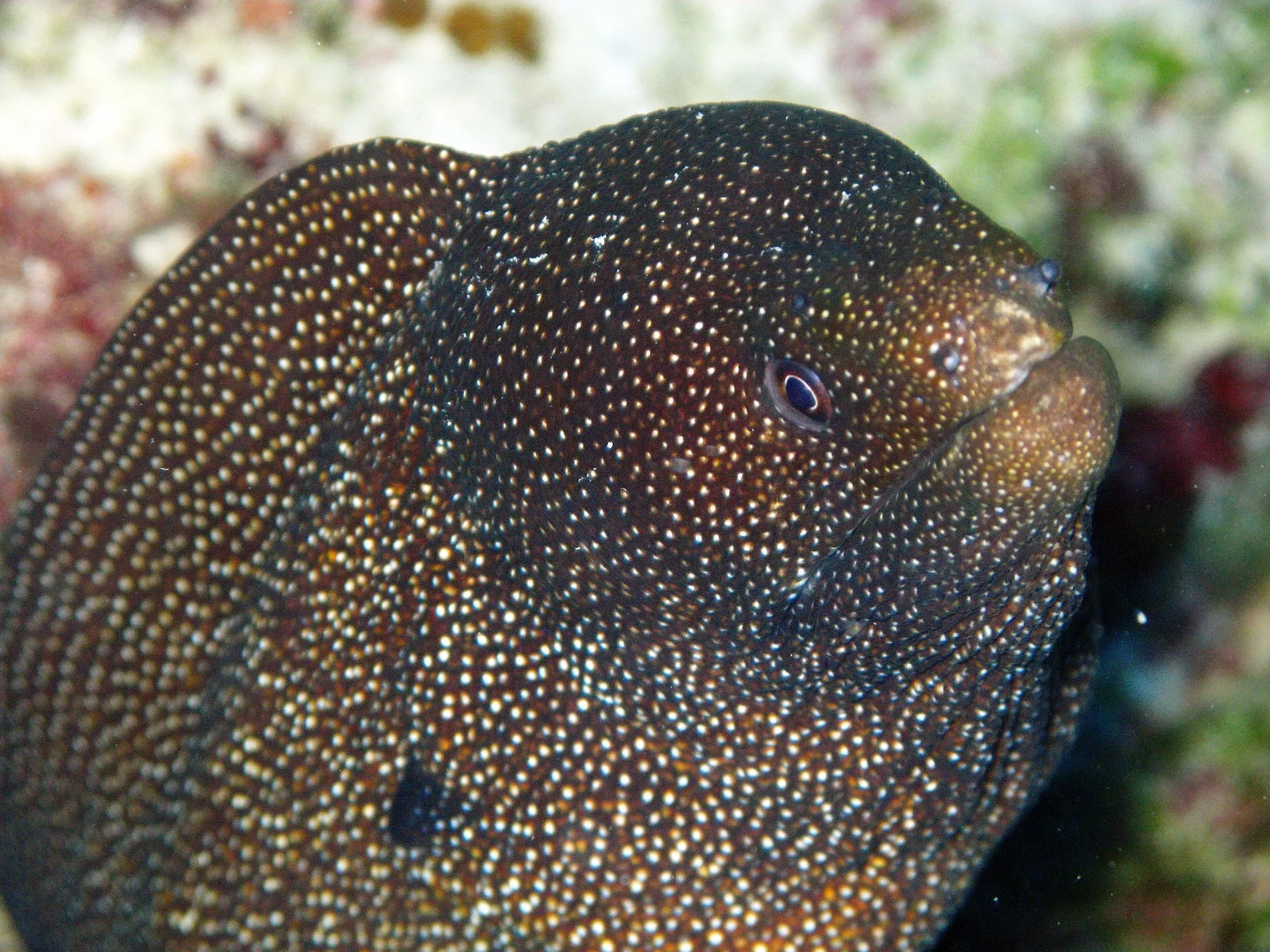 Yellow mouth moray eel