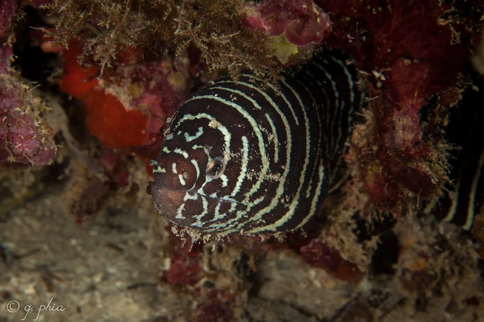 Zebra moray