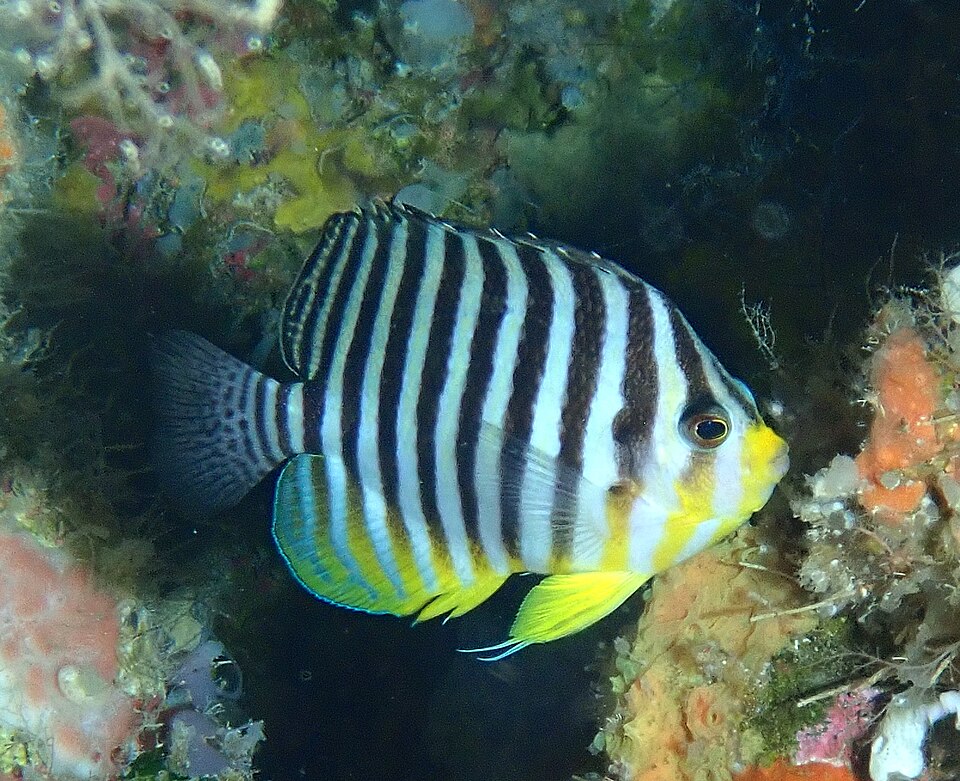 Barred angelfish