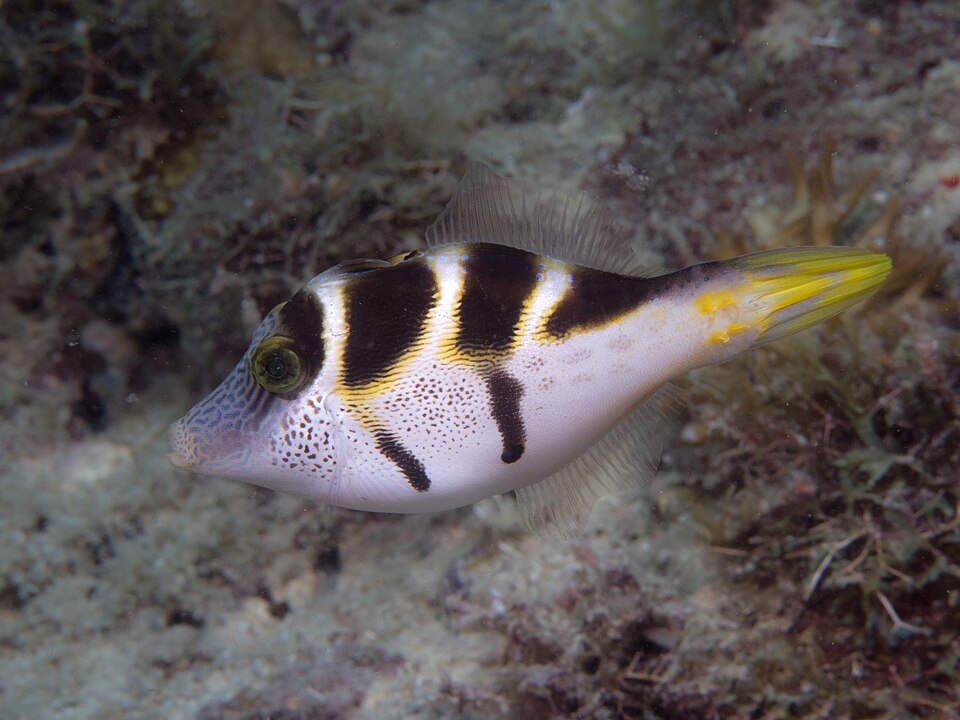 Mimic filefish