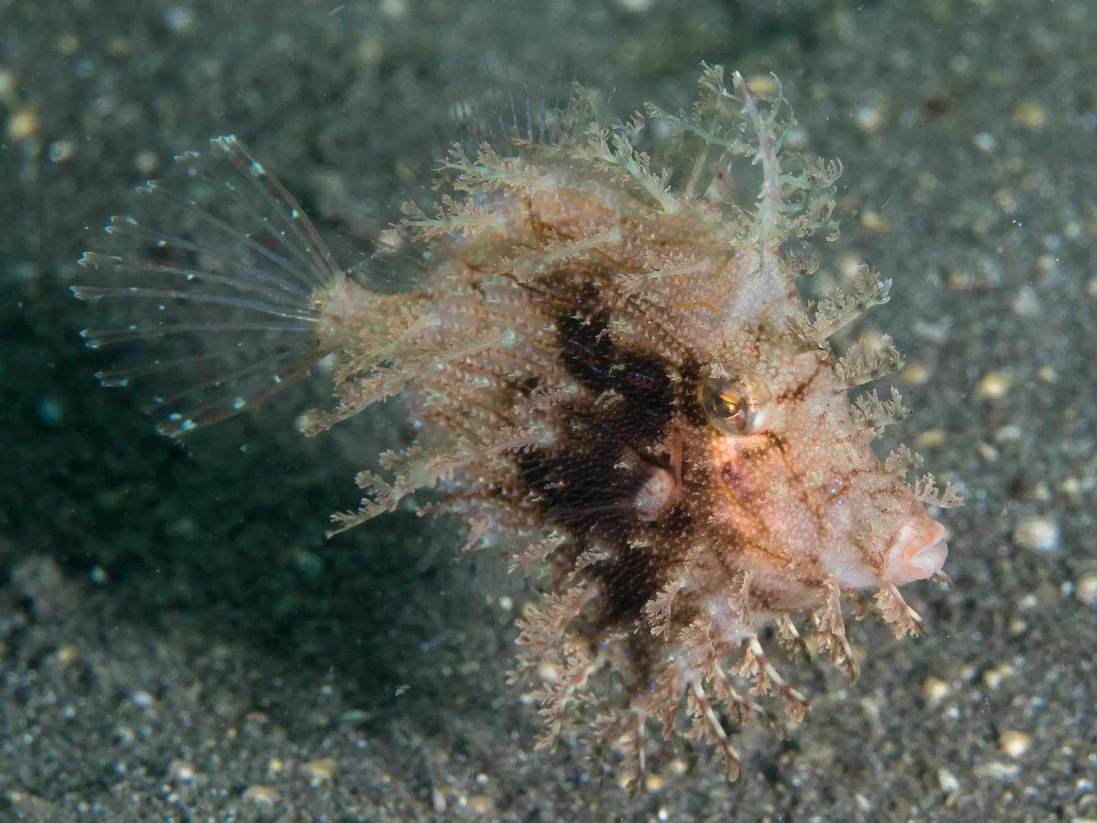 Tassle filefish