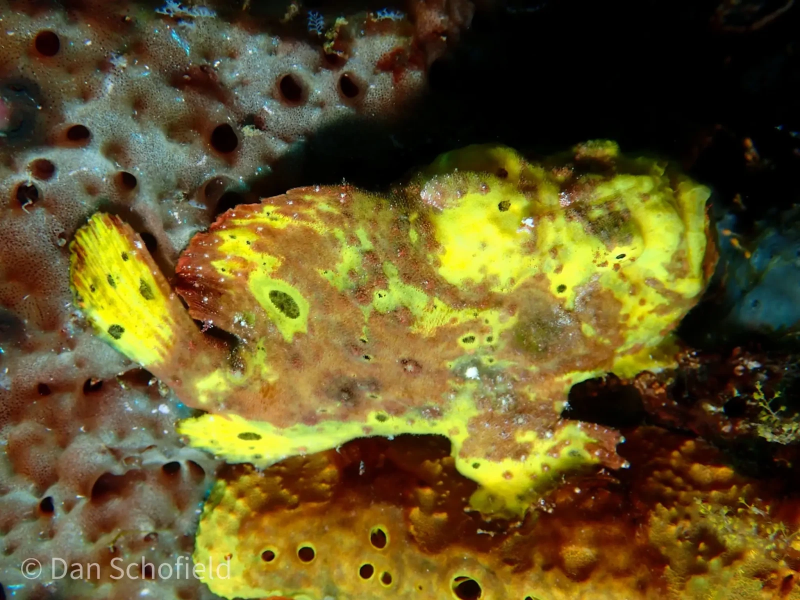 Longlure frogfish