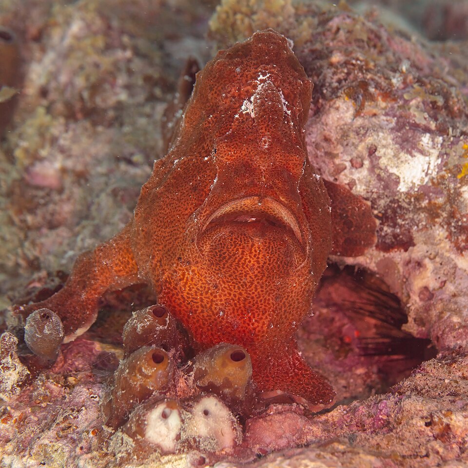 Giant anglerfish