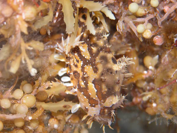 Sargassum frogfish