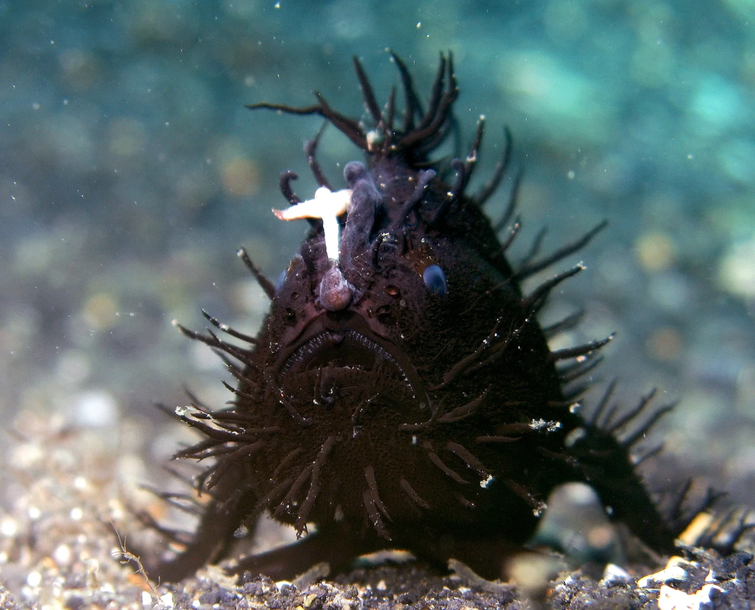 Striated frogfish