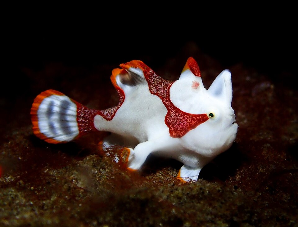 Wartskin frogfish