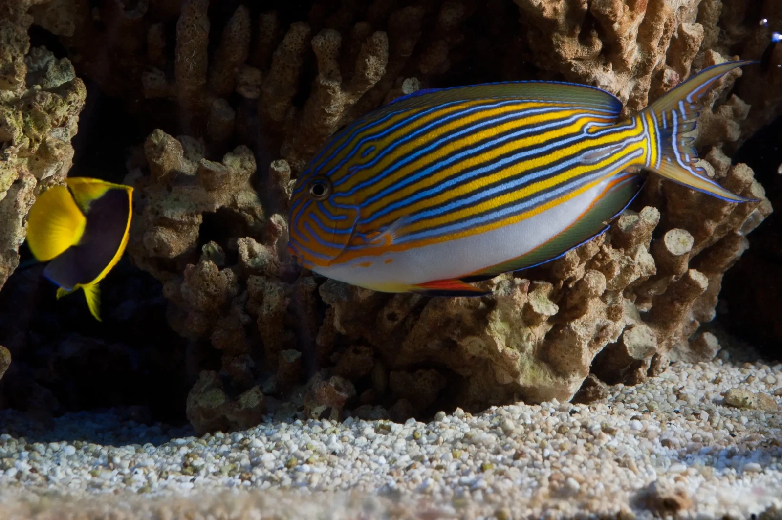 Bicolor angelfish