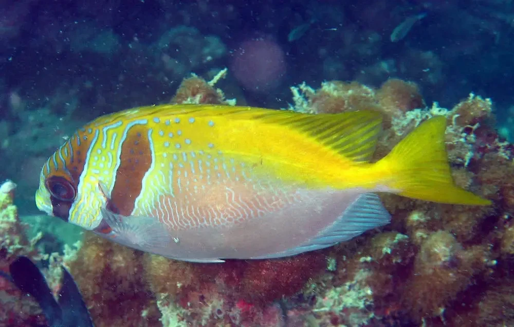 Blue-Lined Rabbitfish