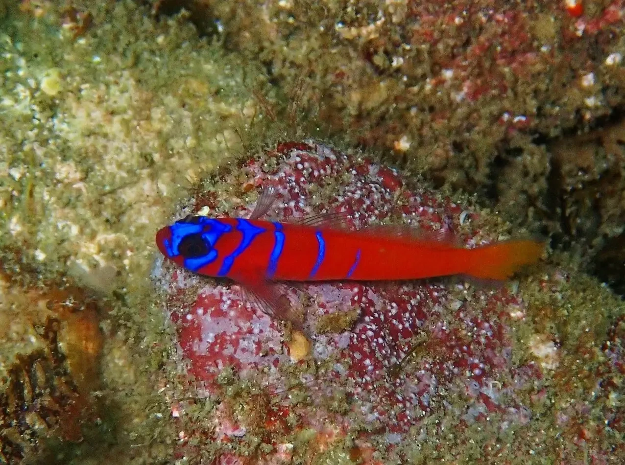 Catalina goby