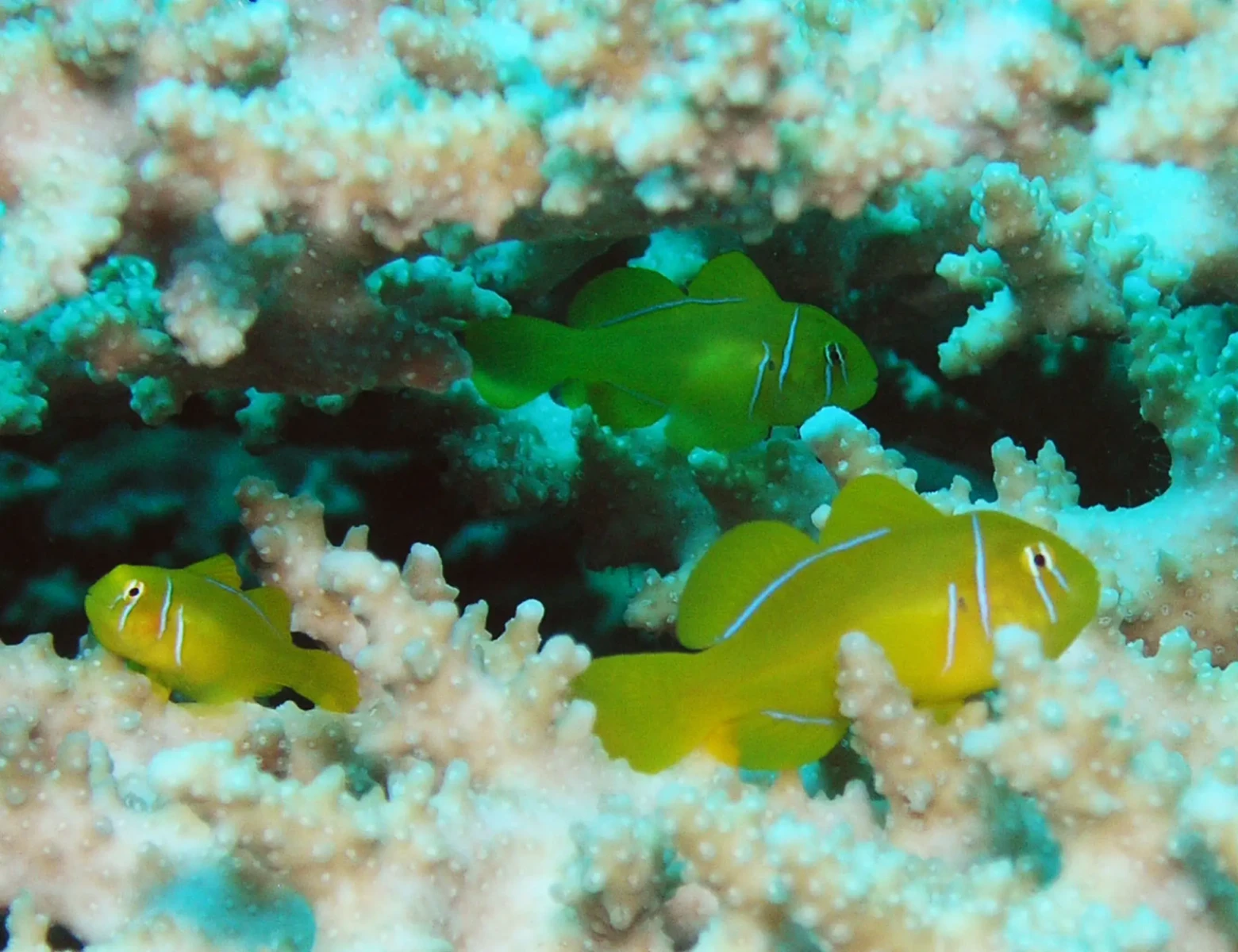 Citron clown goby