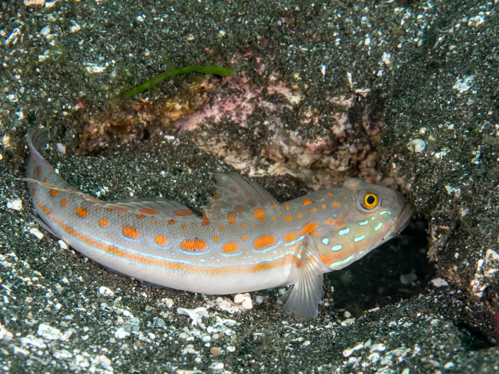 Diamond watchman goby