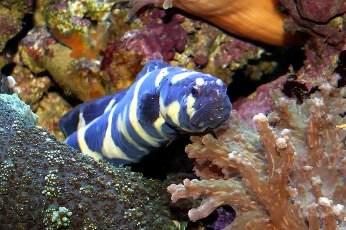 Engineer goby