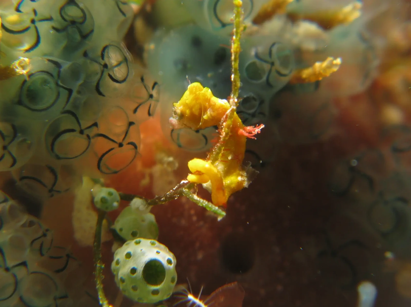 Pontoh's pygmy seahorse