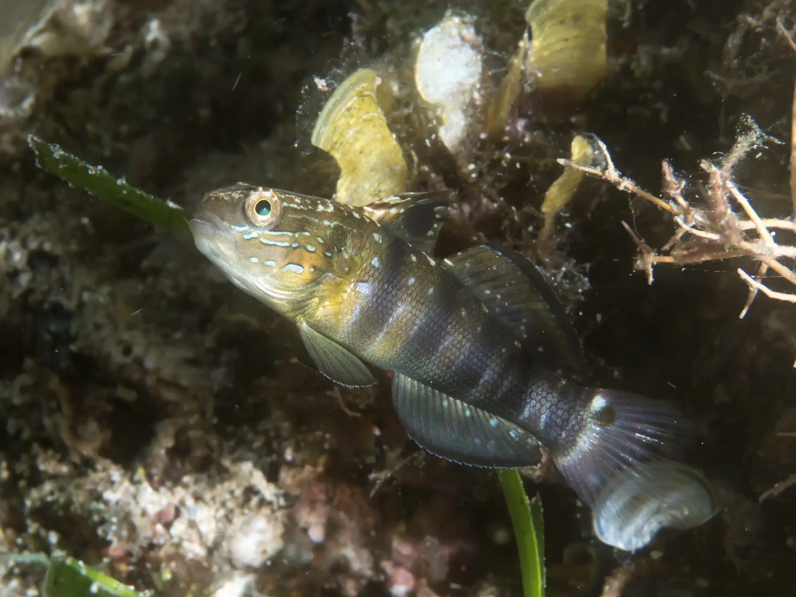 Sleeper banded goby