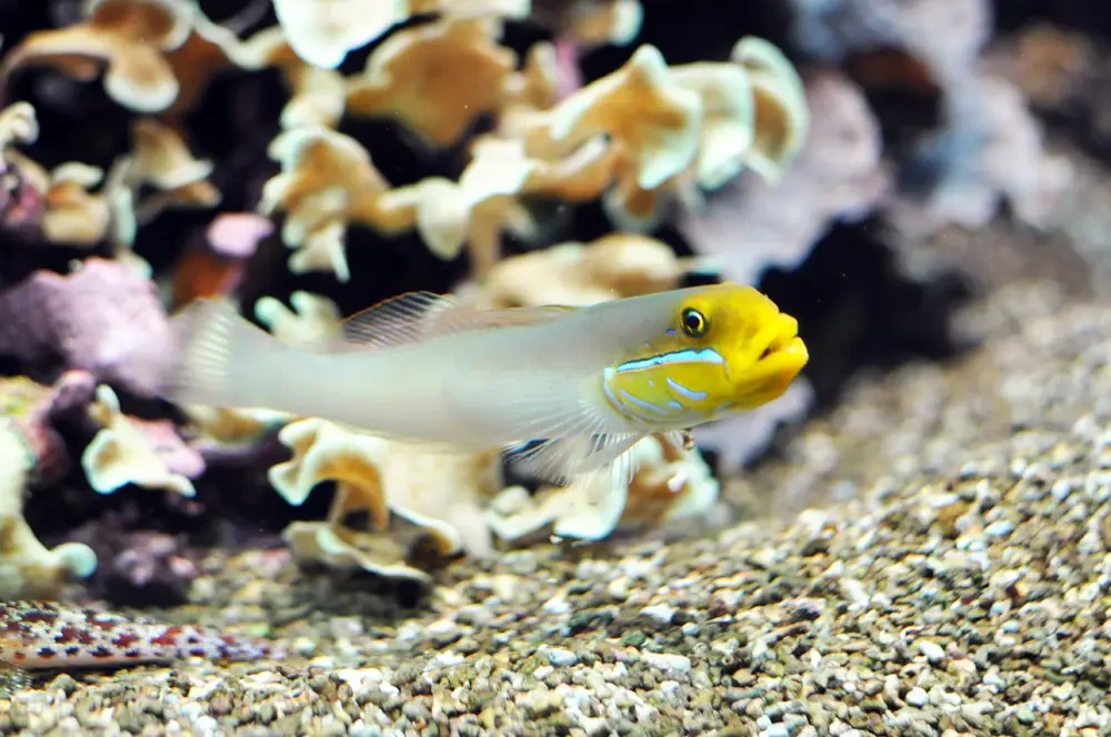 Sleeper gold head goby