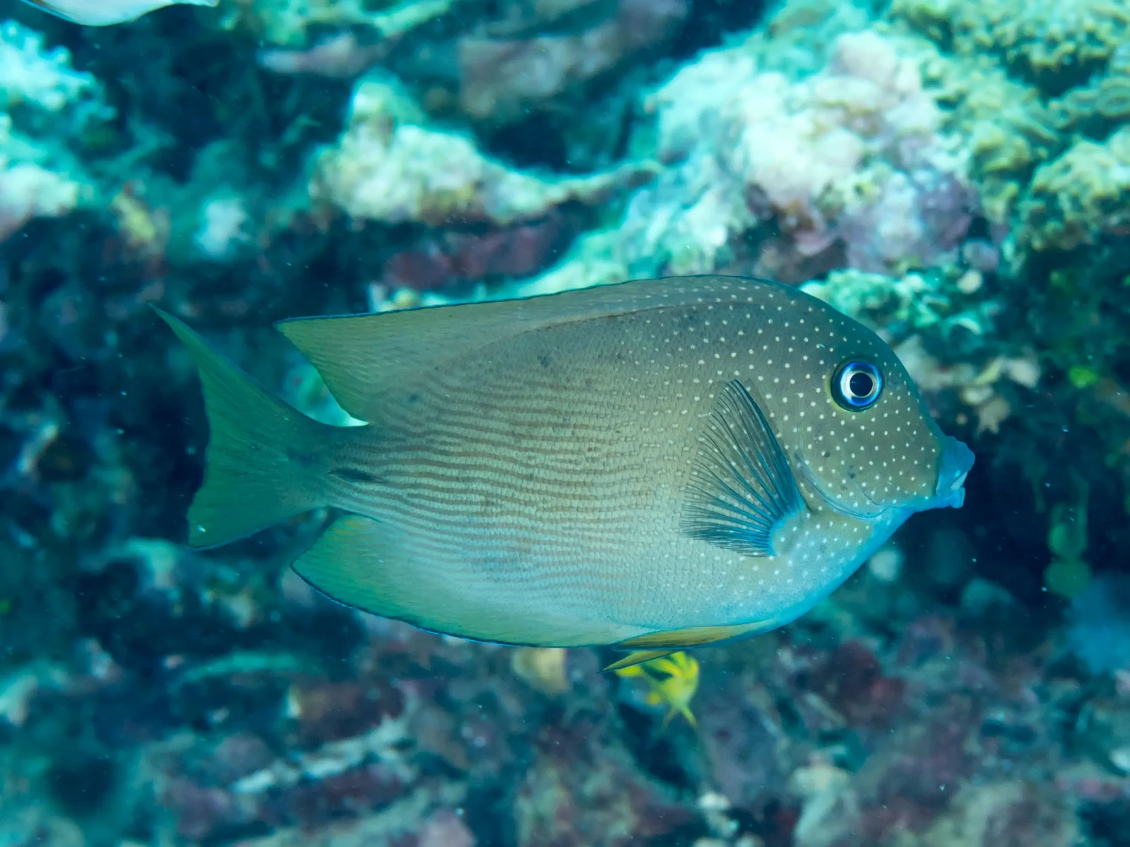 Short-tail bristle-tooth