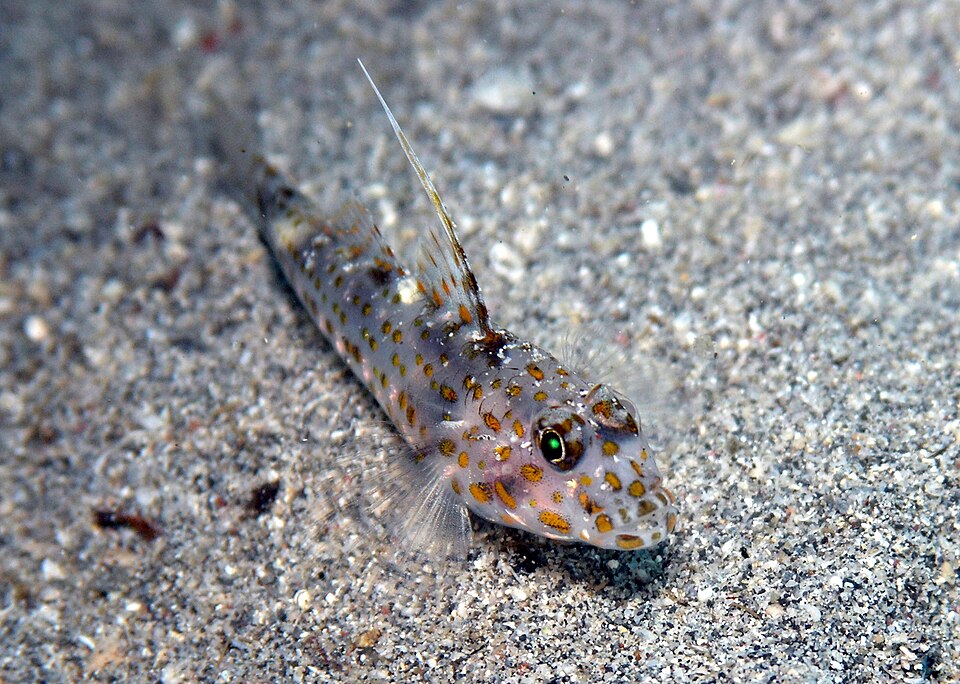 Tangaroa goby