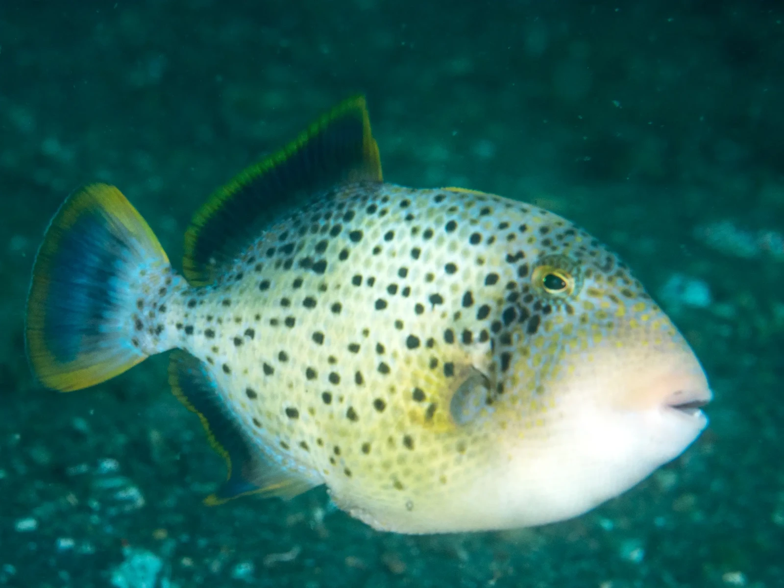 Yellowmargin triggerfish