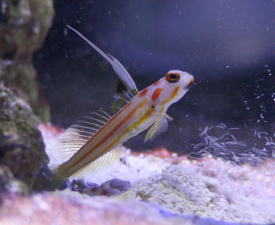 Yasha goby