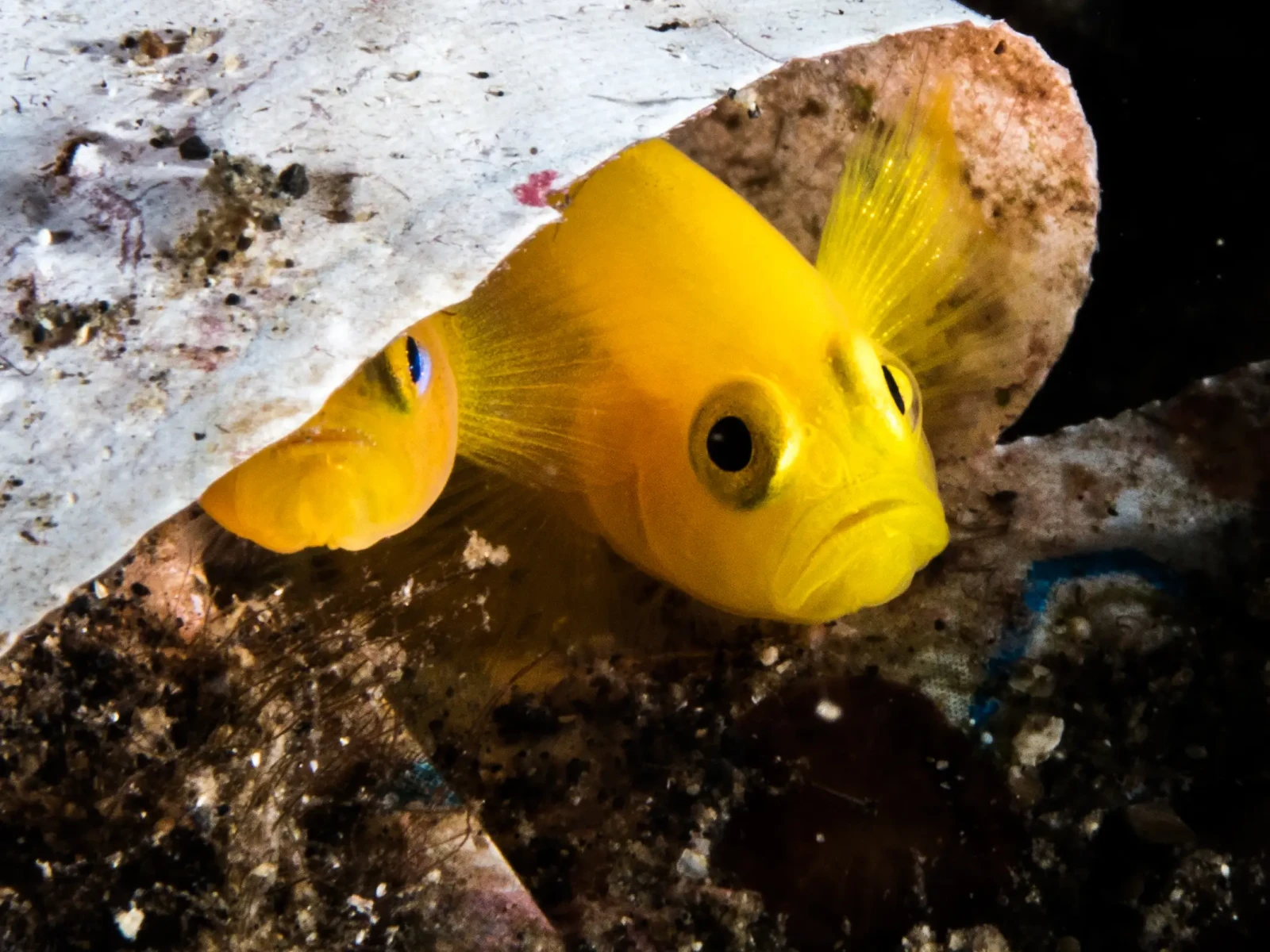 Yellow clown goby