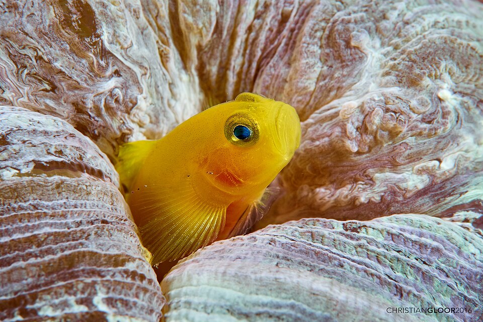 Yellow priolepis goby
