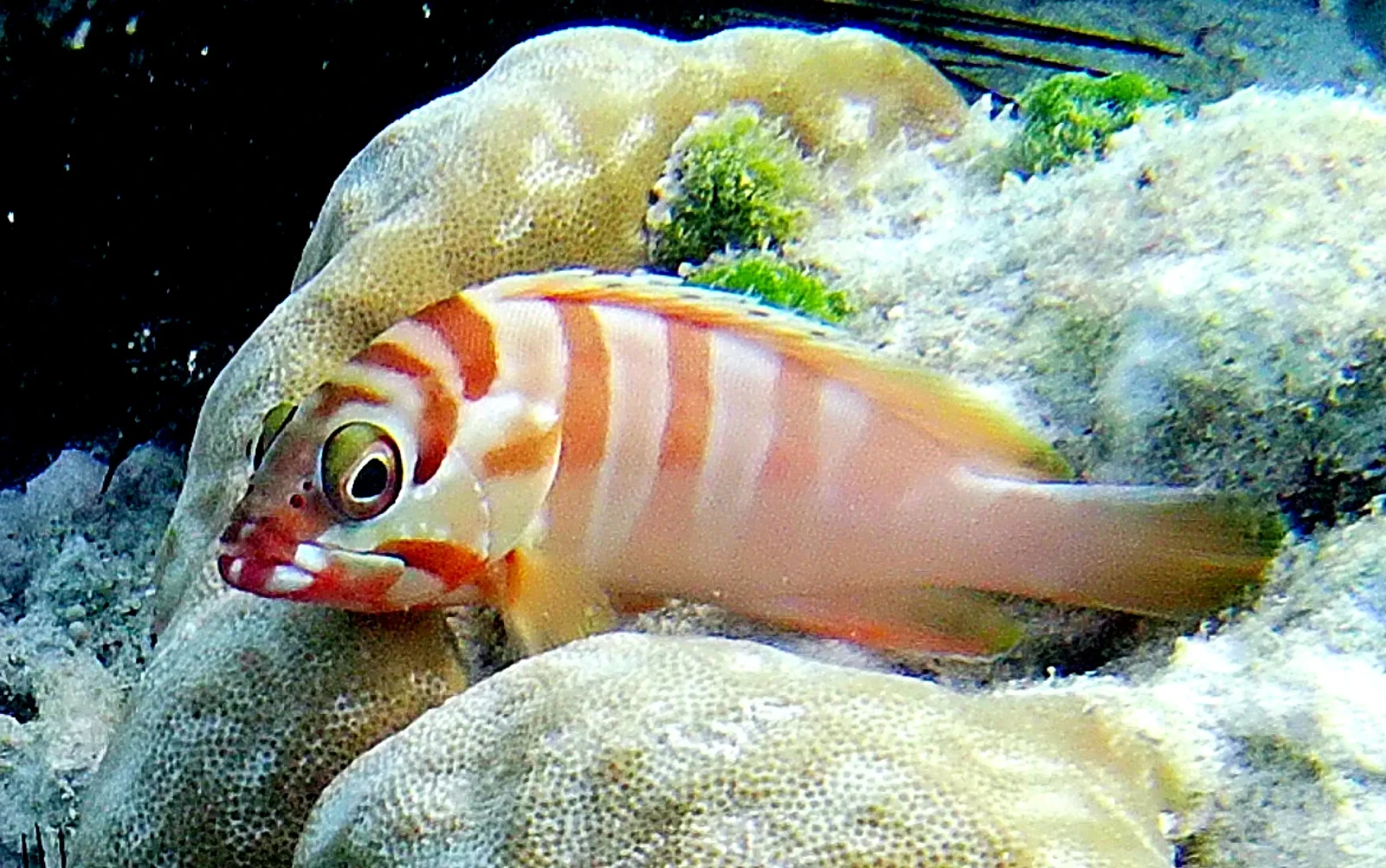 Blacktip grouper