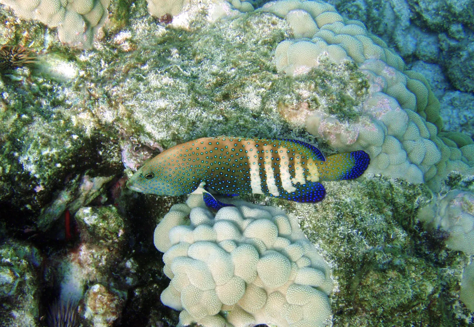 Blue dot grouper