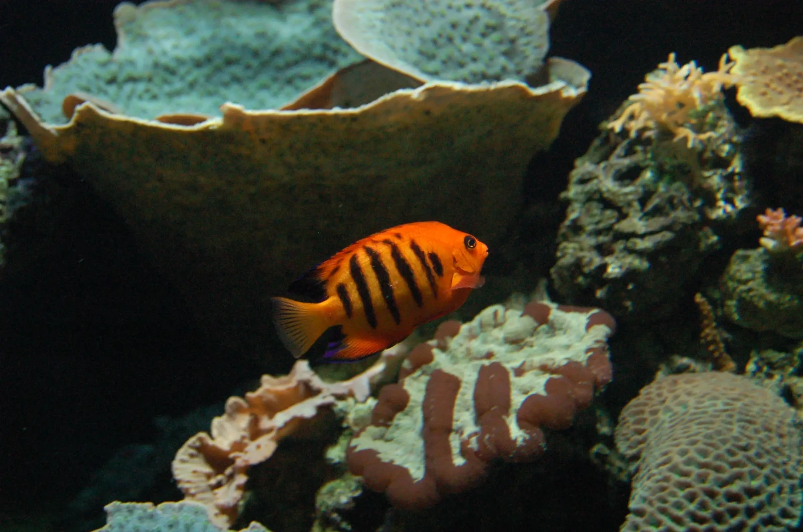 Flame angelfish