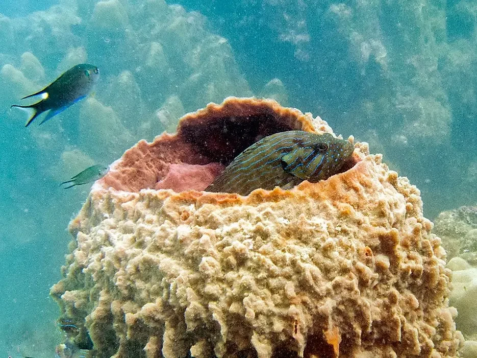 Blue line grouper