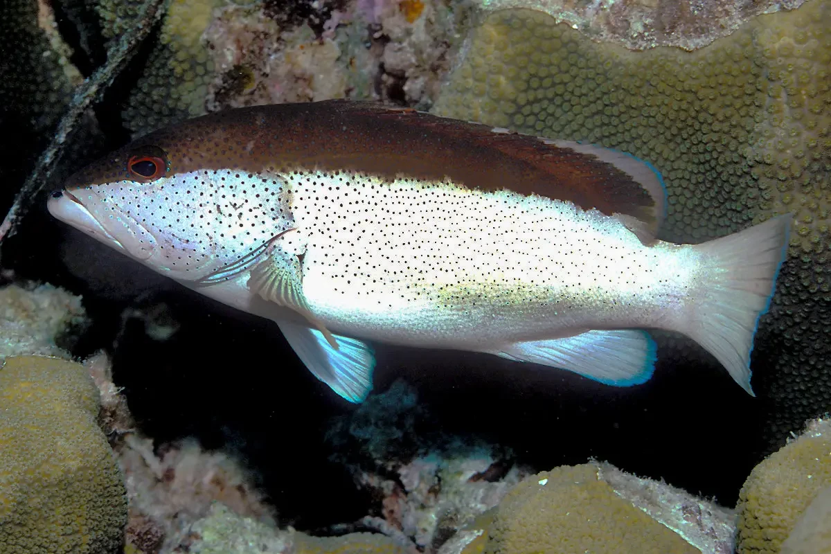 Coney grouper
