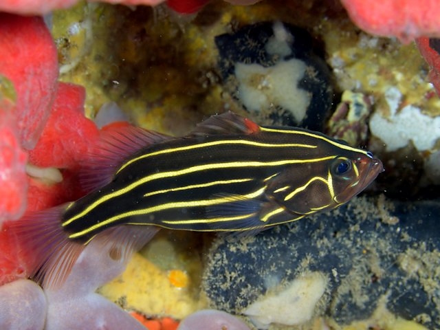 Golden stripe soapfish
