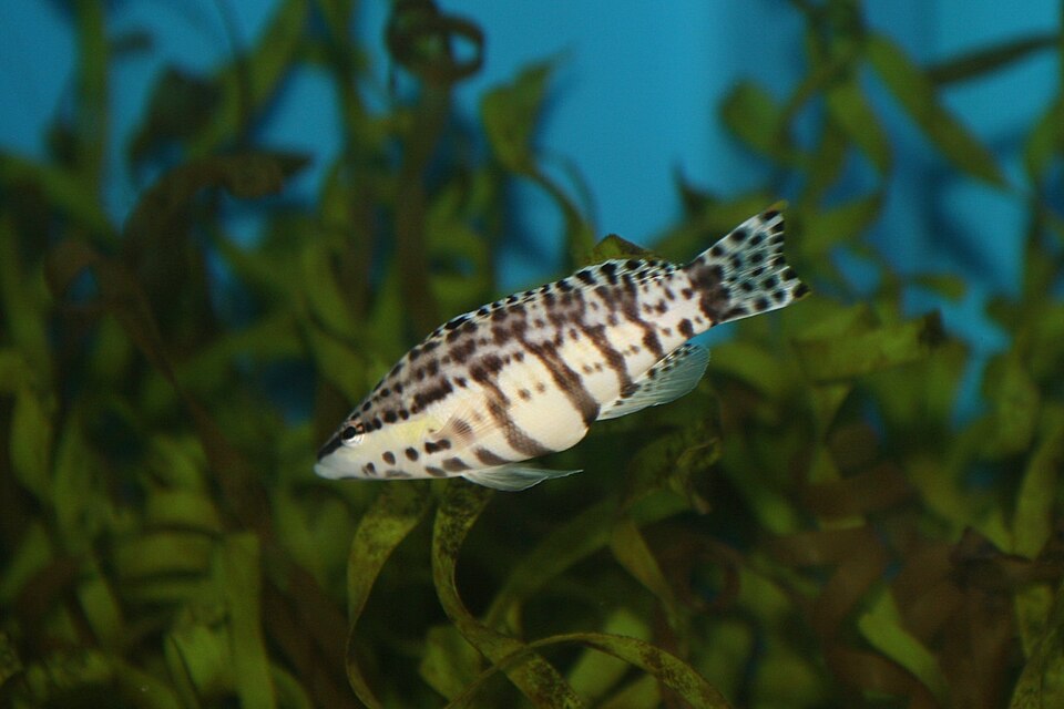 Harlequin bass