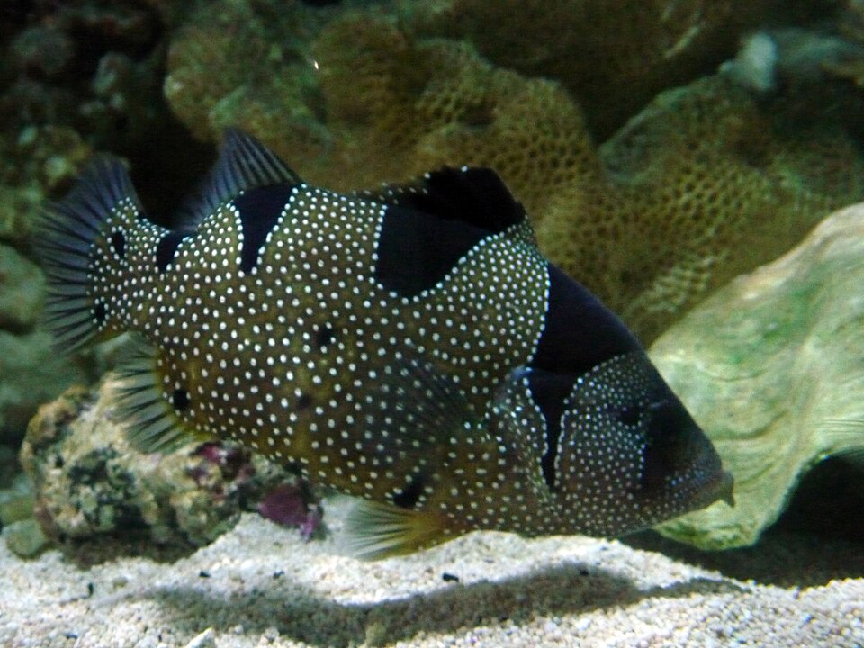 Leaflip grouper