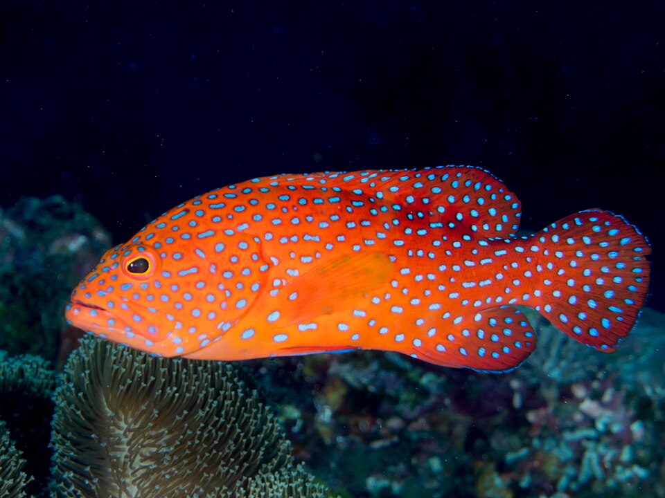 Miniatus grouper