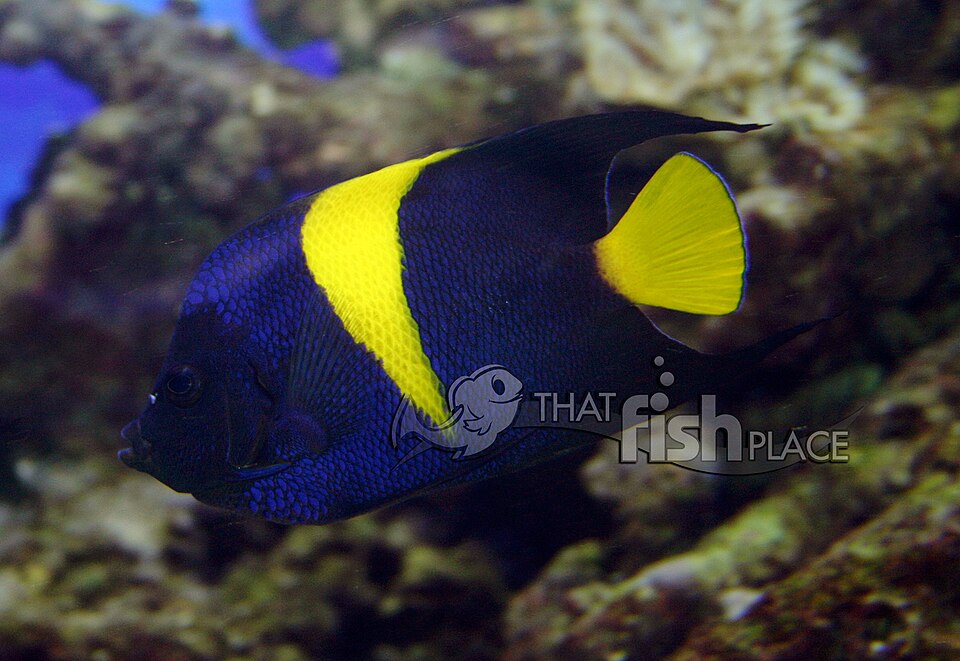 Arabian angelfish