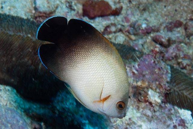 Half-black angelfish