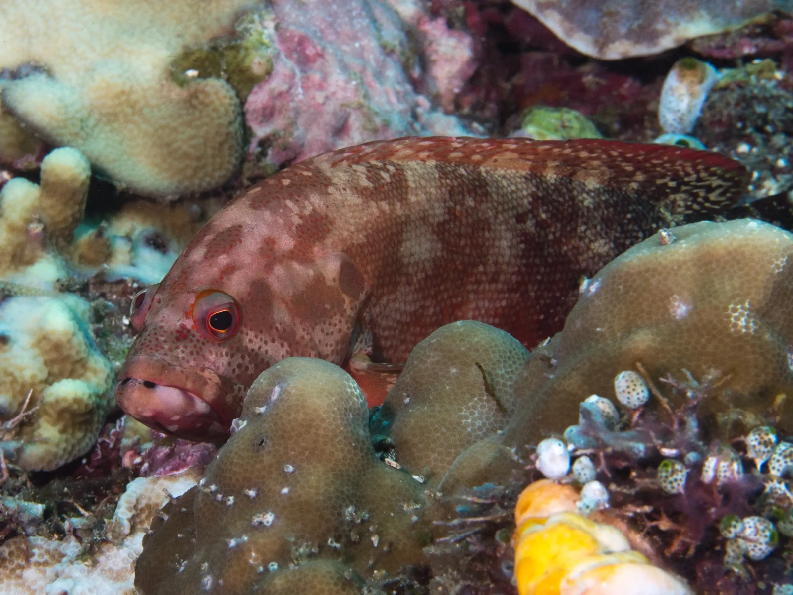 Red flag grouper