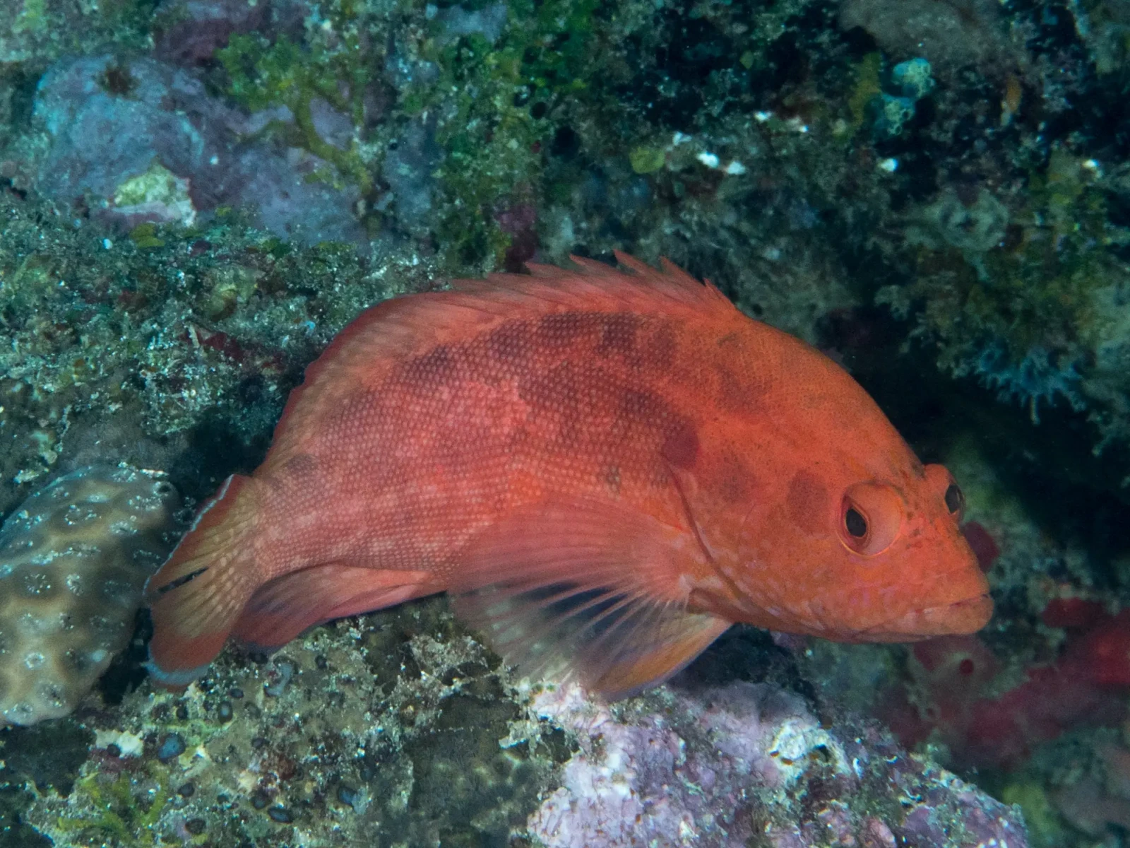 Strawberry grouper