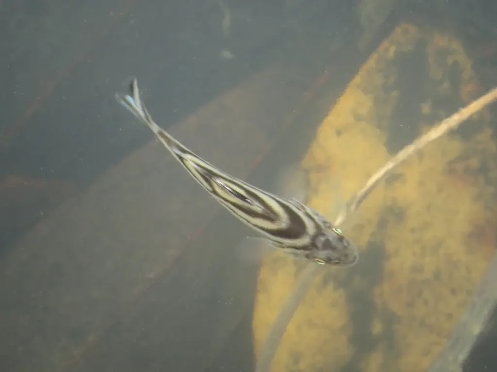 Crescent banded grunt