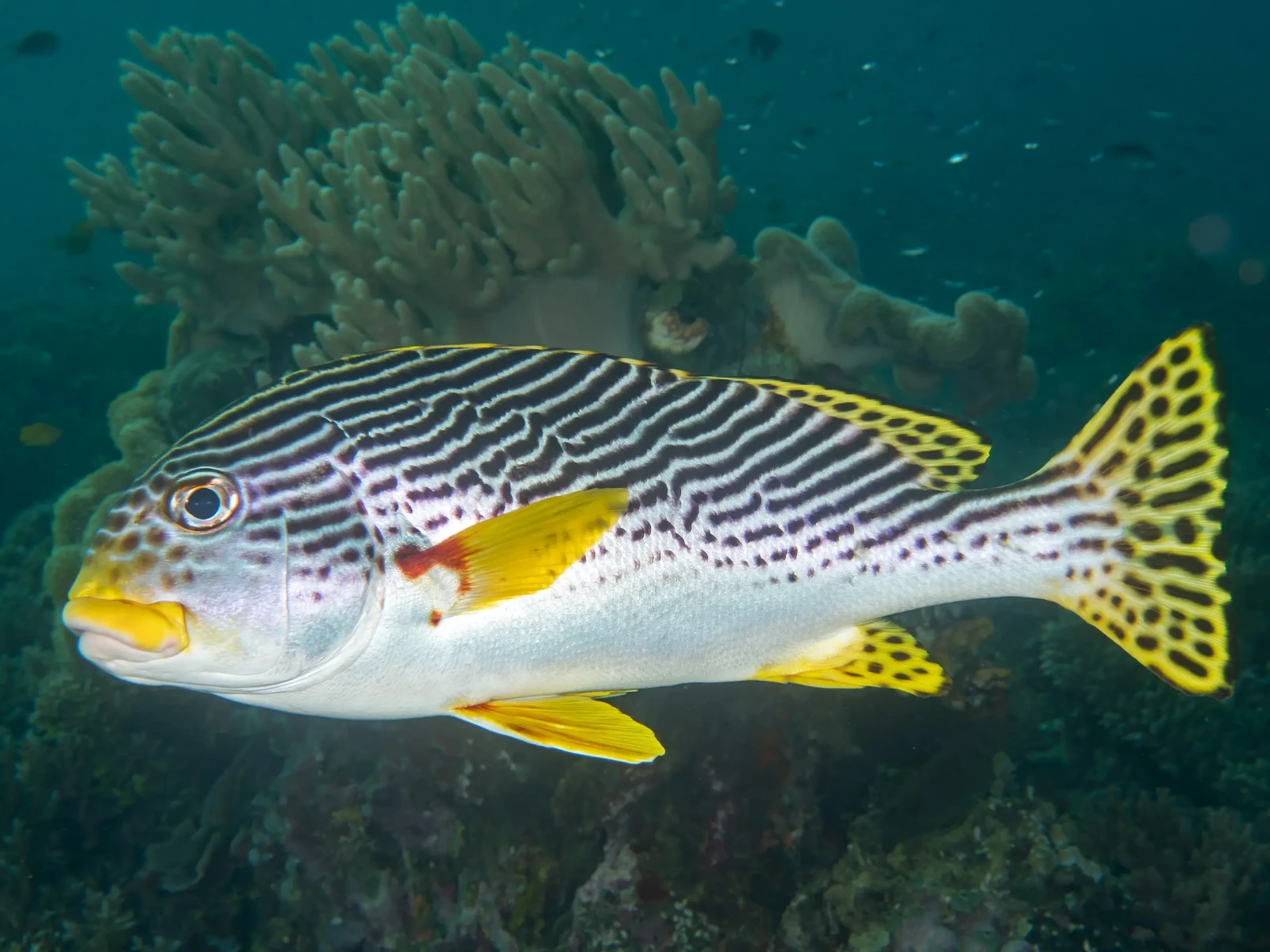 Dogfish prientalis