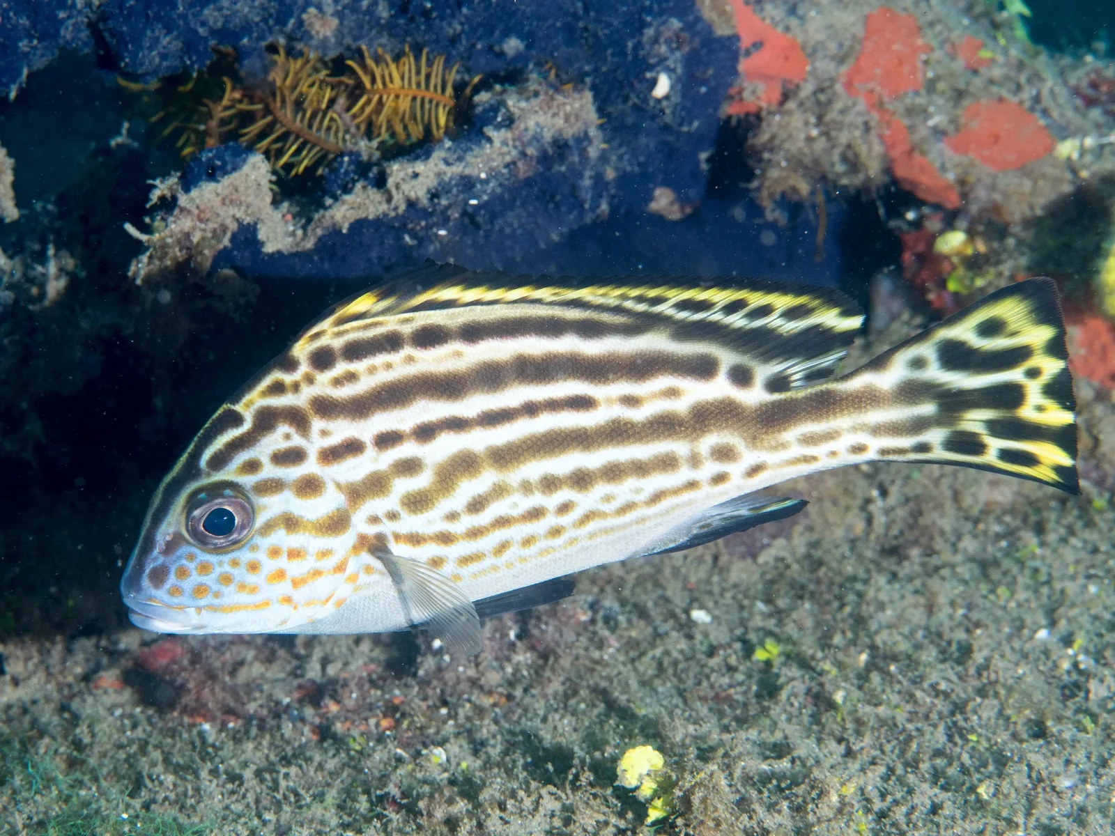 Painted sweetlips