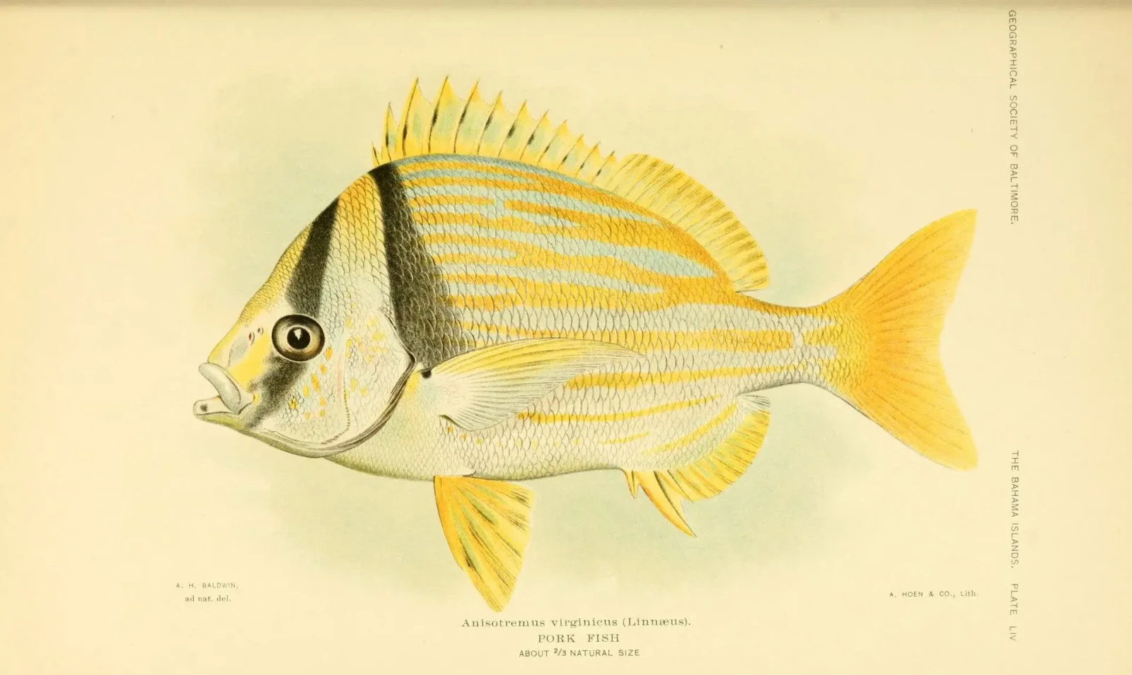 Porkfish