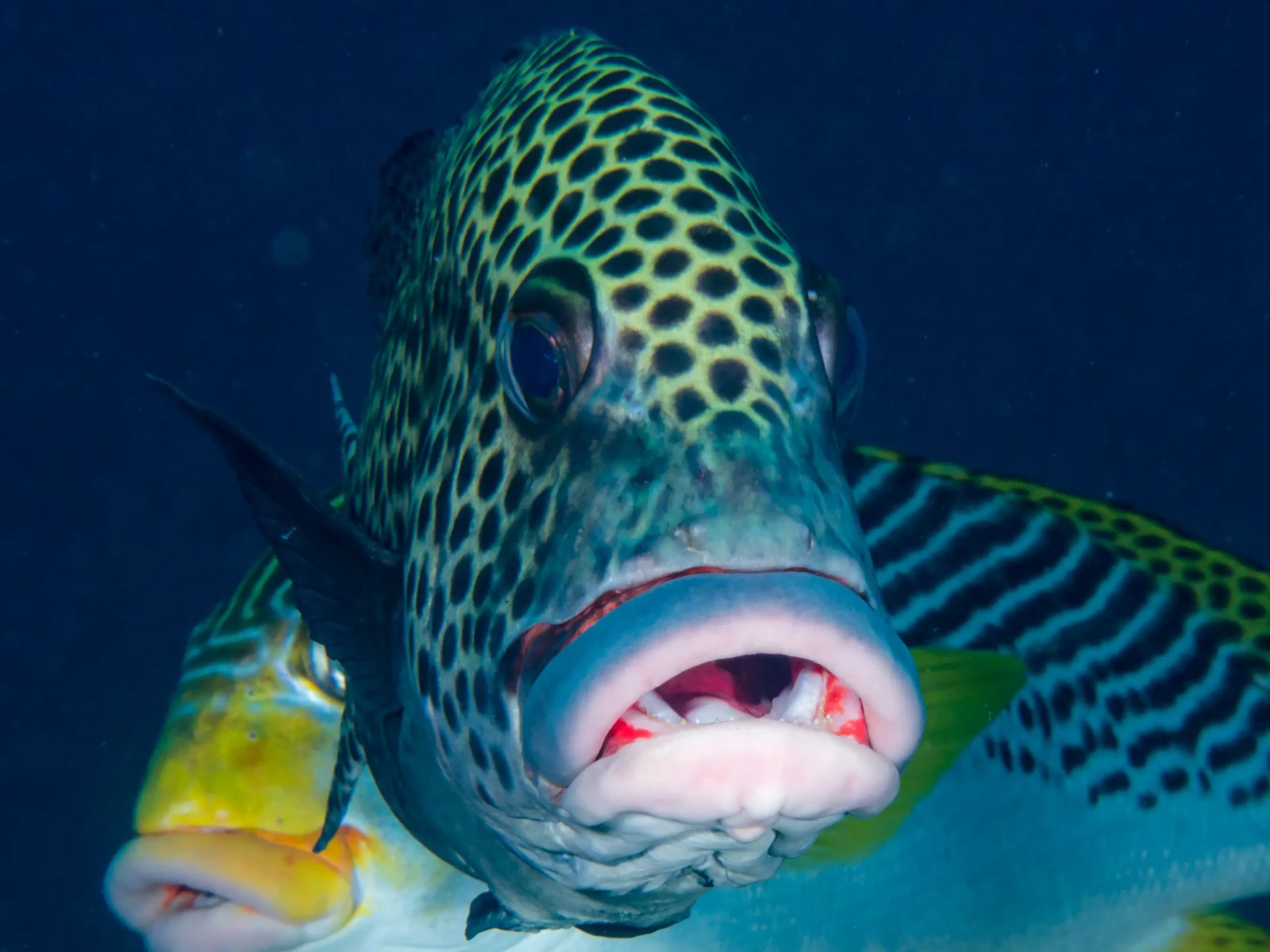 Spotted sweetlips