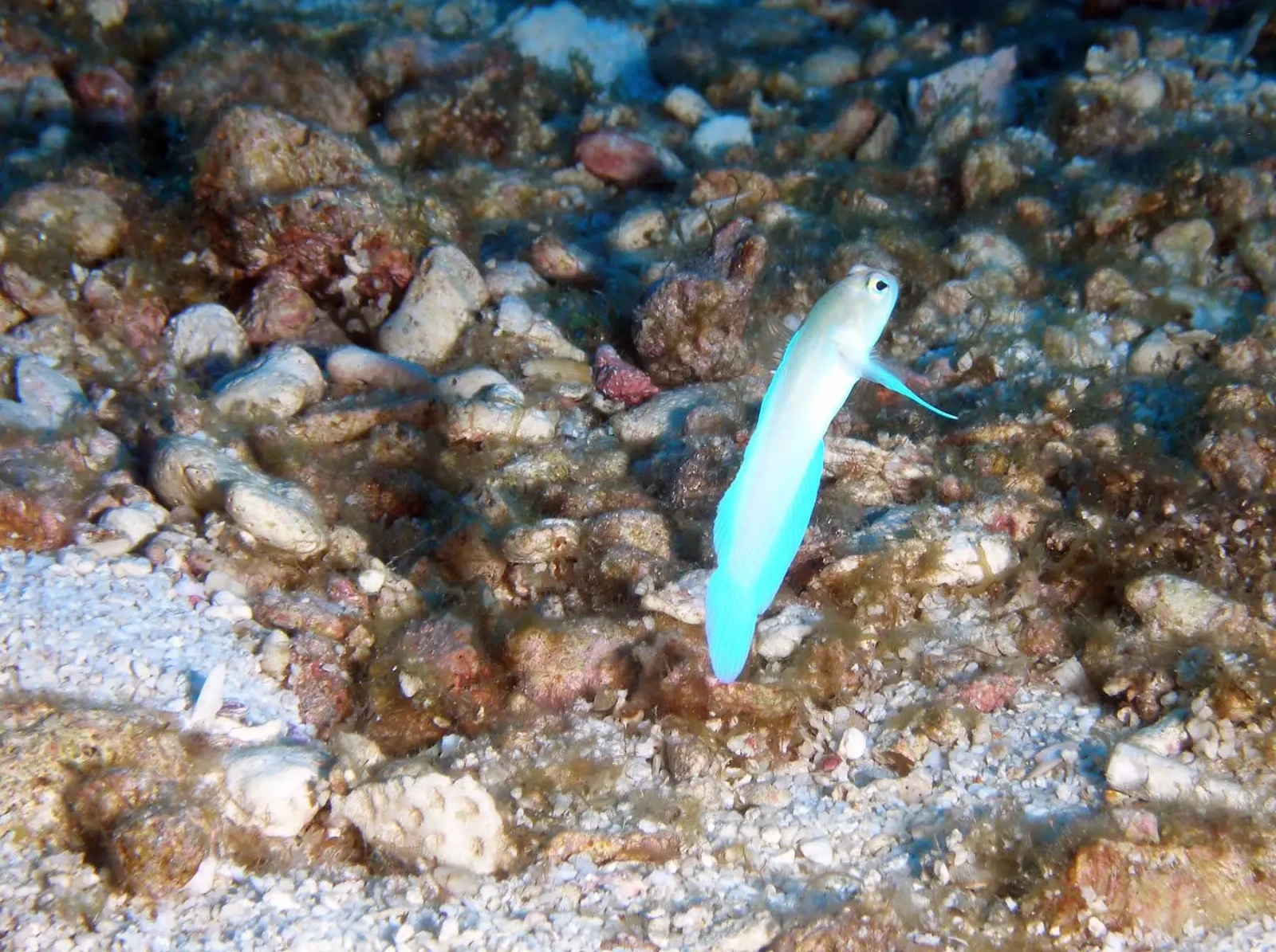 Yellowhead jawfish