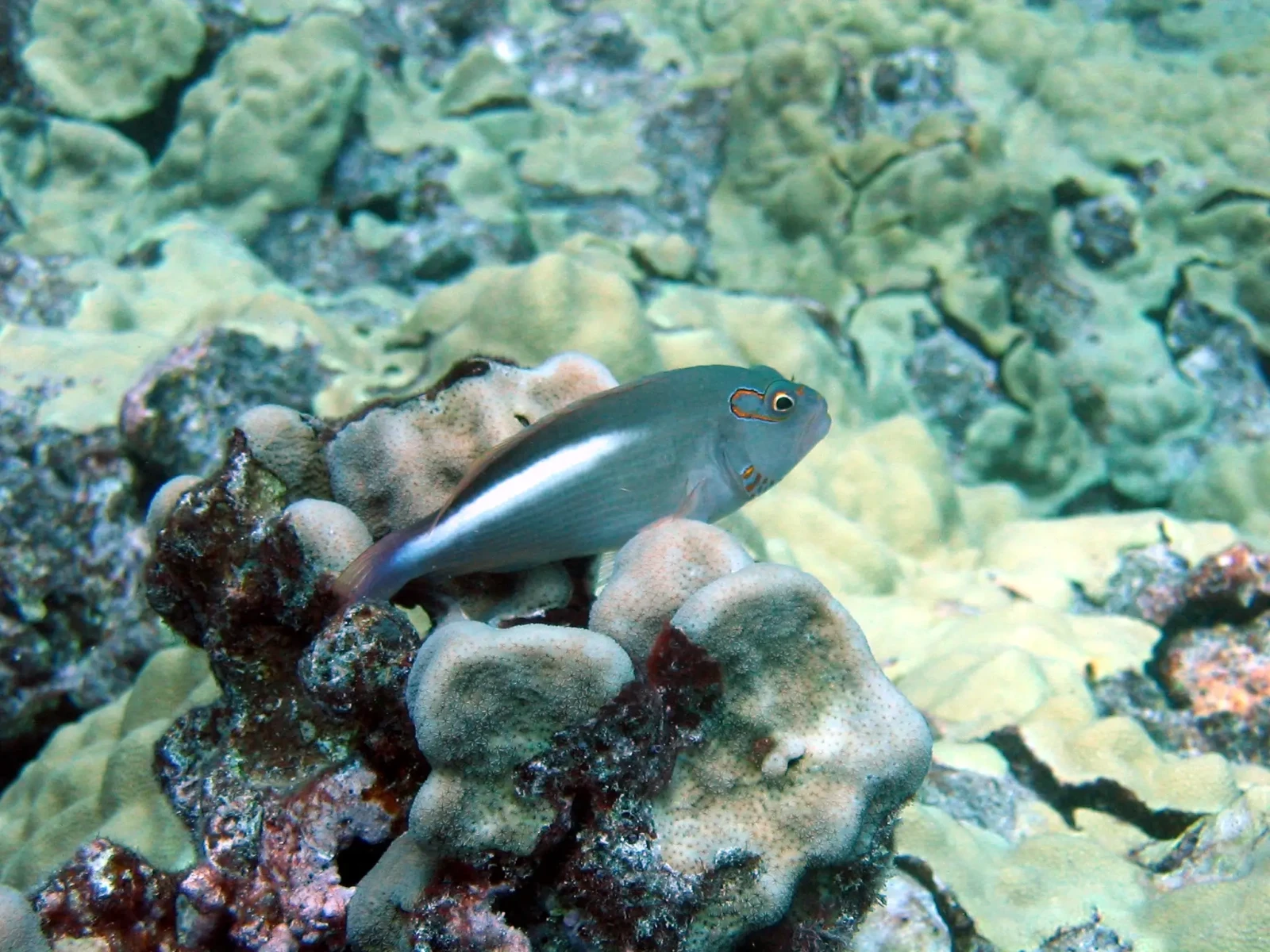 Arc eye hawkfish